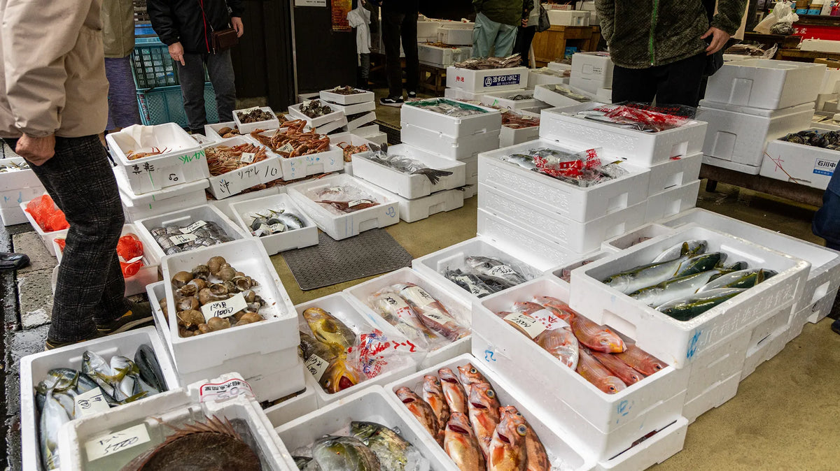 途中参加プラン
