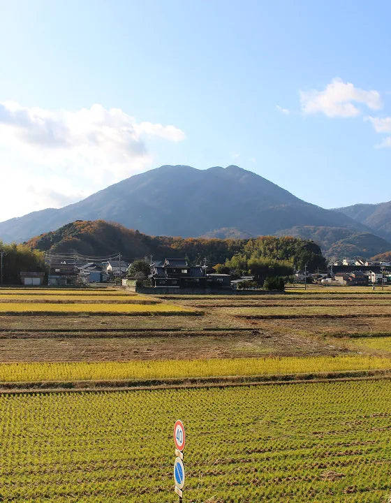 途中参加プラン