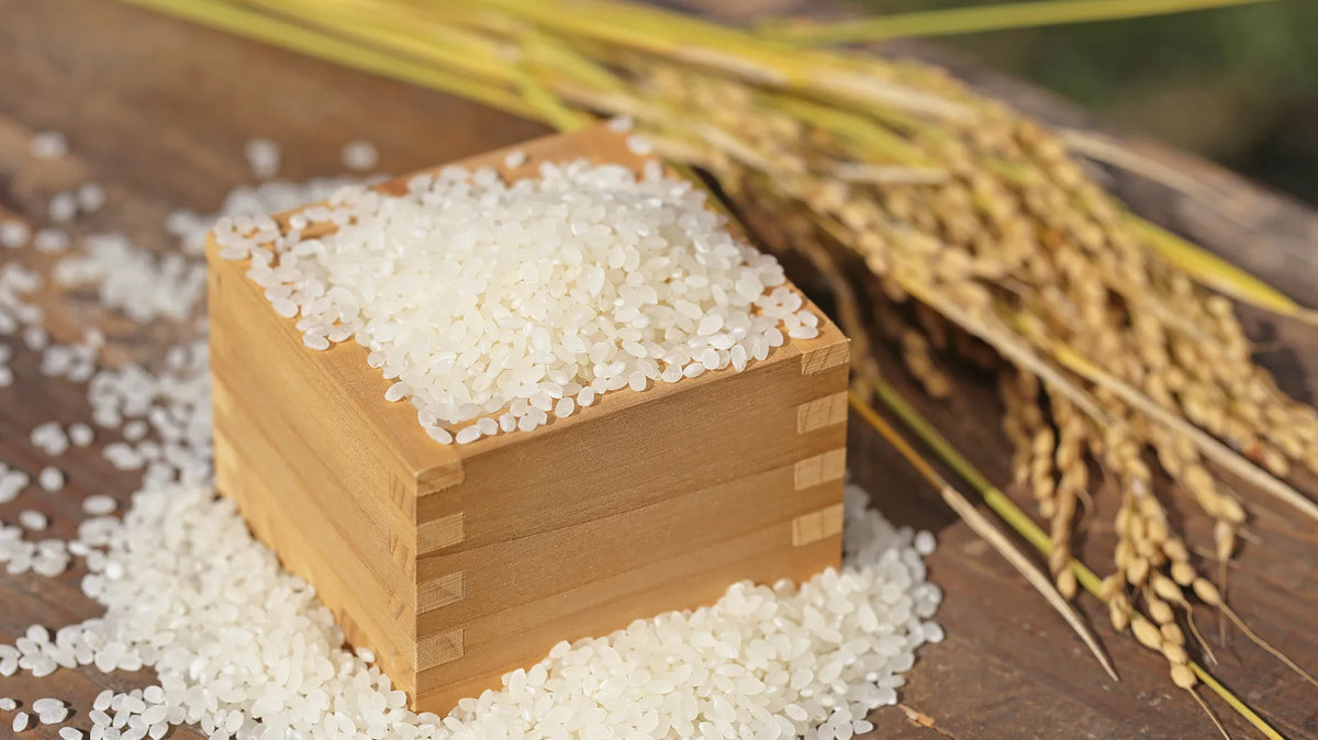 途中参加プラン